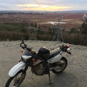 Maple ridge hooliganisim