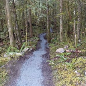 Chipmunk Bear Cub Loop 2016