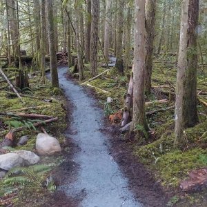 Chipmunk Bear Cub Loop 2016