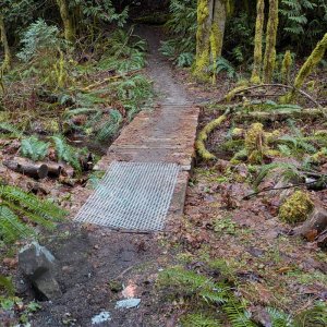 Chipmunk Bear Cub Loop 2016