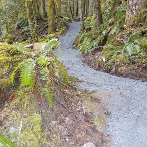 Chipmunk Bear Cub Loop 2016