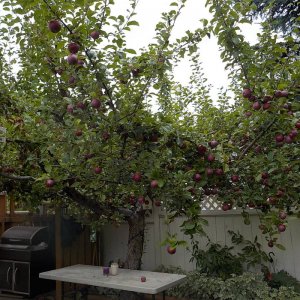 apples