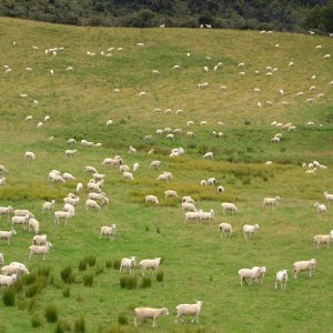 New Zealand