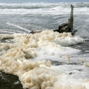 Sea_foam_at_Ocean_Beach_in_San_Francisco_-1_on_3-25-11_1_