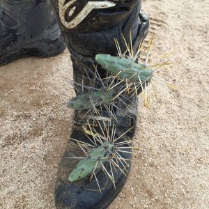Baja_2017_1542