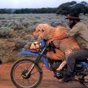 Man_doubling_sheep_on_dirtbike_copy