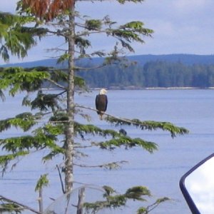 Johnstone Straight wildlife