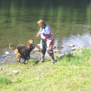 Gone to the Dogs