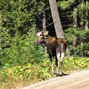 Bullwinkle