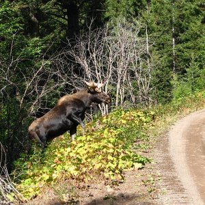 Bullwinkle