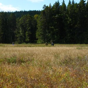 Dead end Meadow