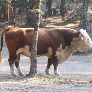 Duffy Lake in Sept 2006 the Bull