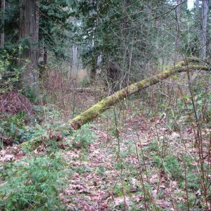 Old trail
