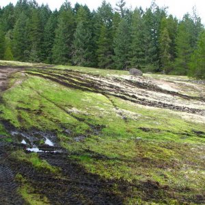 Meadows destroyed