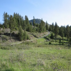 Wildhorse