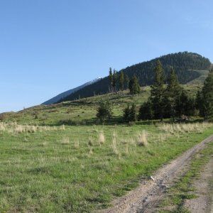 Wildhorse