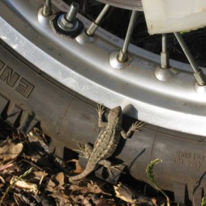 Our little lizard friend