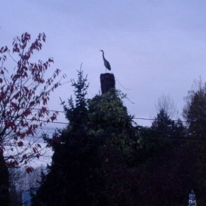 Nov_4_Stave_ride_002