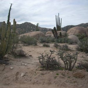Baja 2008