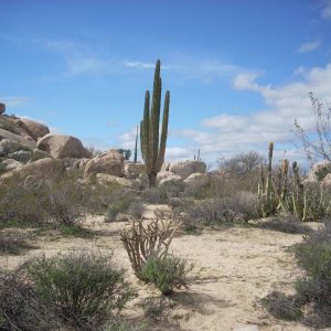 Baja 2008