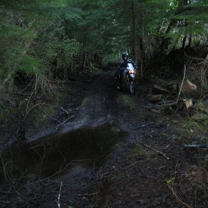 Octopus trail