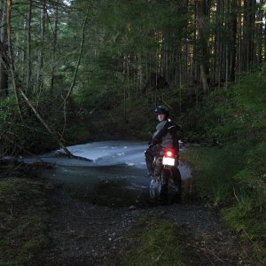 Creek Crossing Octopus